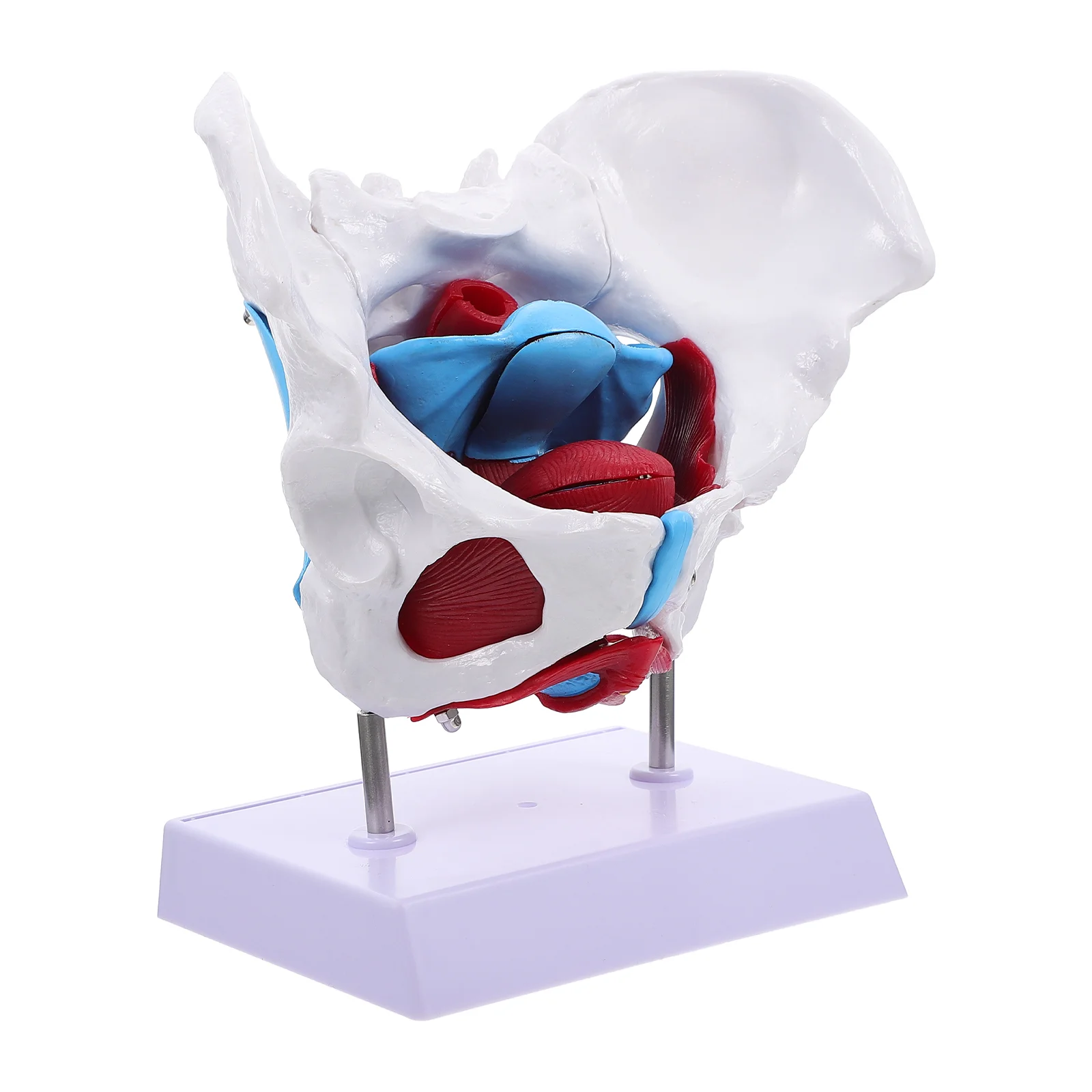 Models Pelvic Supply Educational Earth Tones PVC Pelvis Organ Anatomical Female