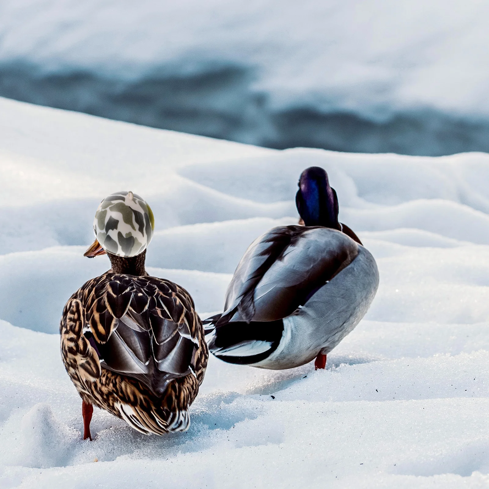 

4pcs Chicken Helmets For Hens Bird Headwear Pet Safety Adjustable Soft Plastic Reusable Duck Chicken