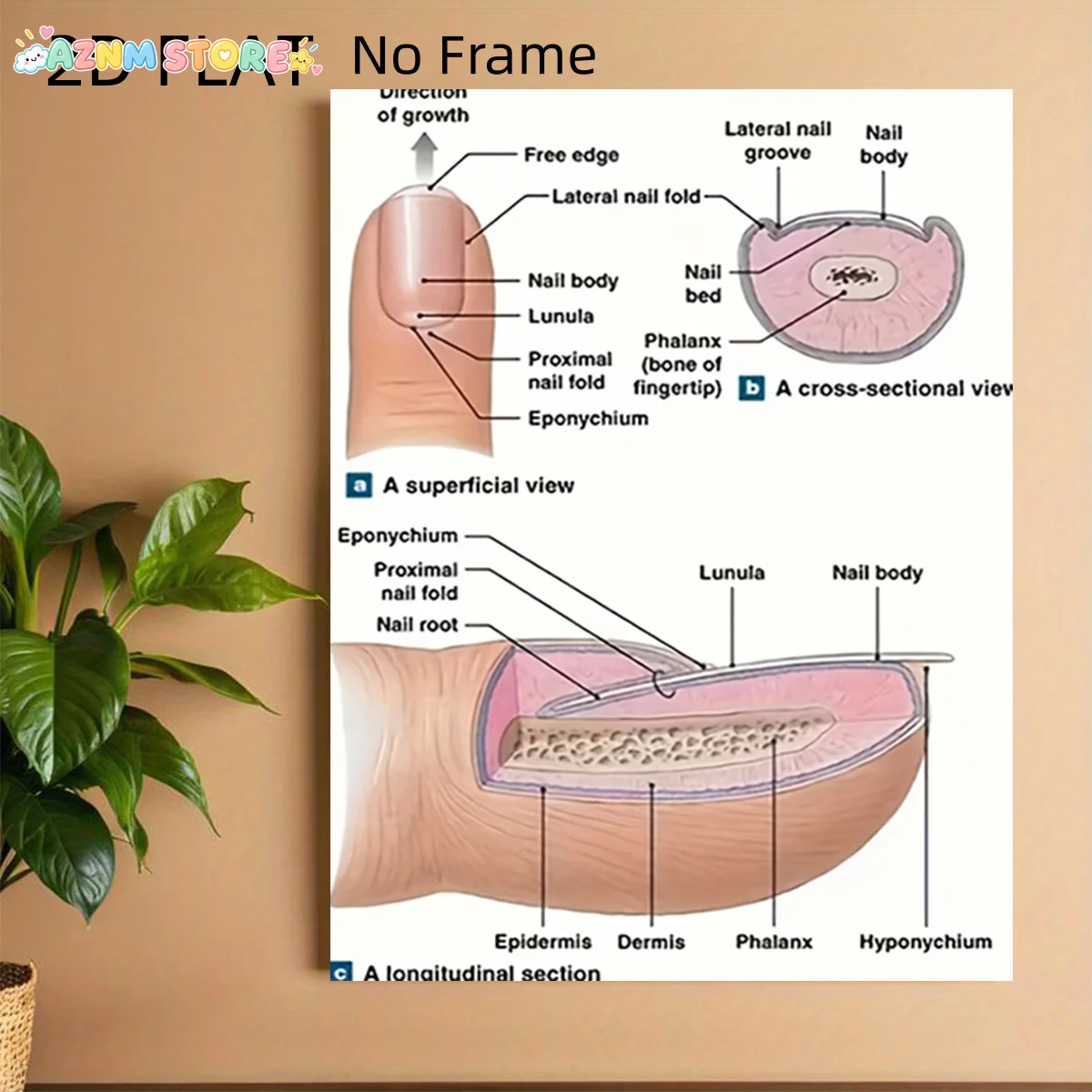 2027,   No Frame Posters Depicting Nail Structure Anatomy, Ideal for Decorating Living Rooms, Bedrooms, Offices, And Cafes, S