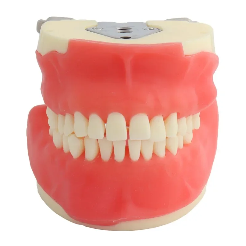 Dental model Dental medical surgery Comprehensive practice Doctor-patient communication Full mouth removable