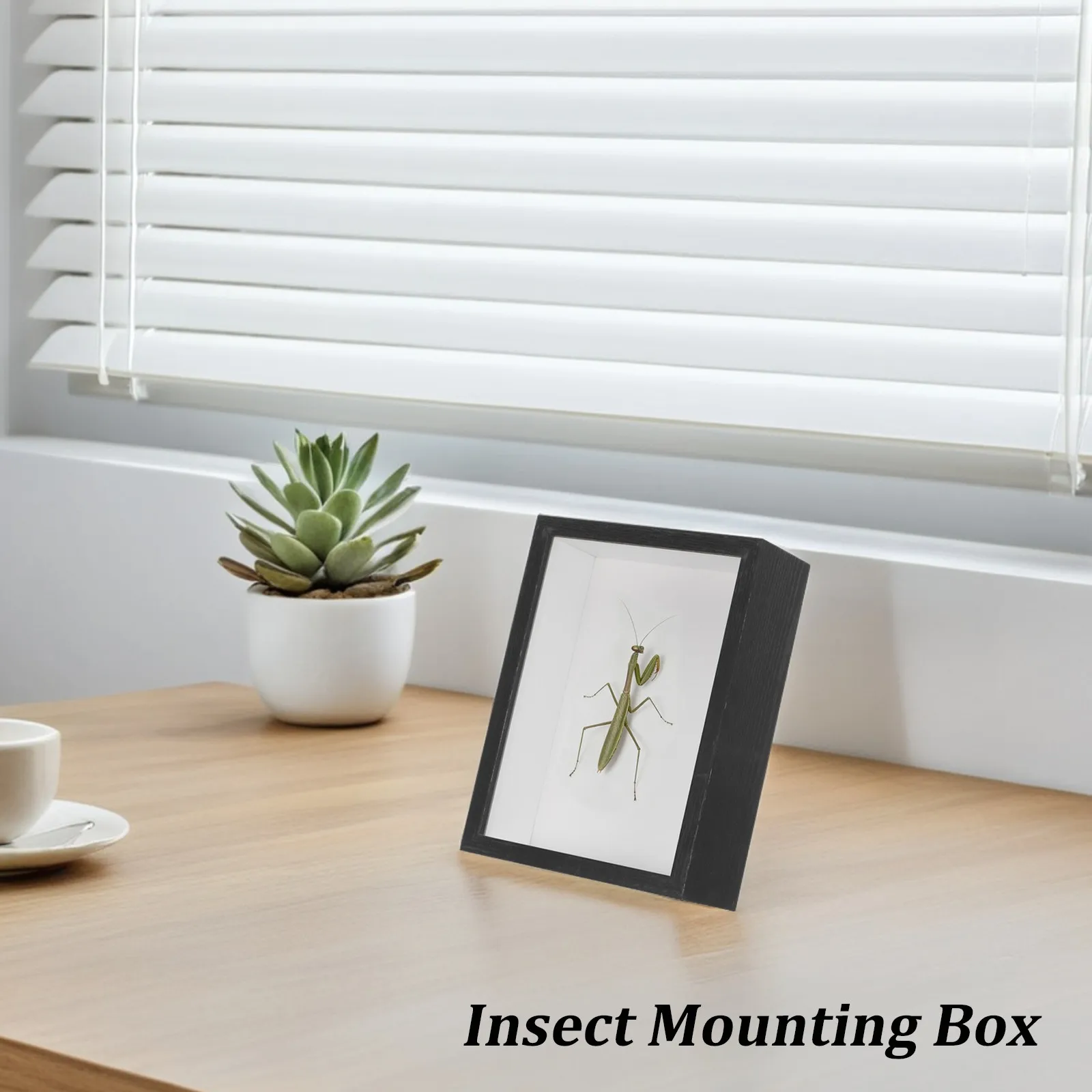 Insect Display Box with Black Frame Clear Bug Specimen Collection Case for Butterfly Dragonfly Entomology