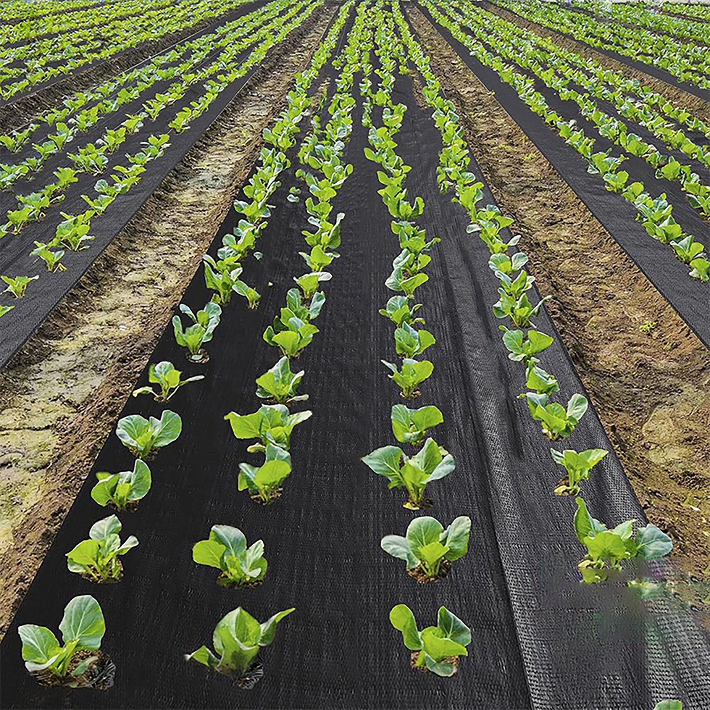 Perforated Black Weed Barrier Suitable for Home Gardening Strawberry and Vegetable Planting to Prevent Weeds and Reduce Workload