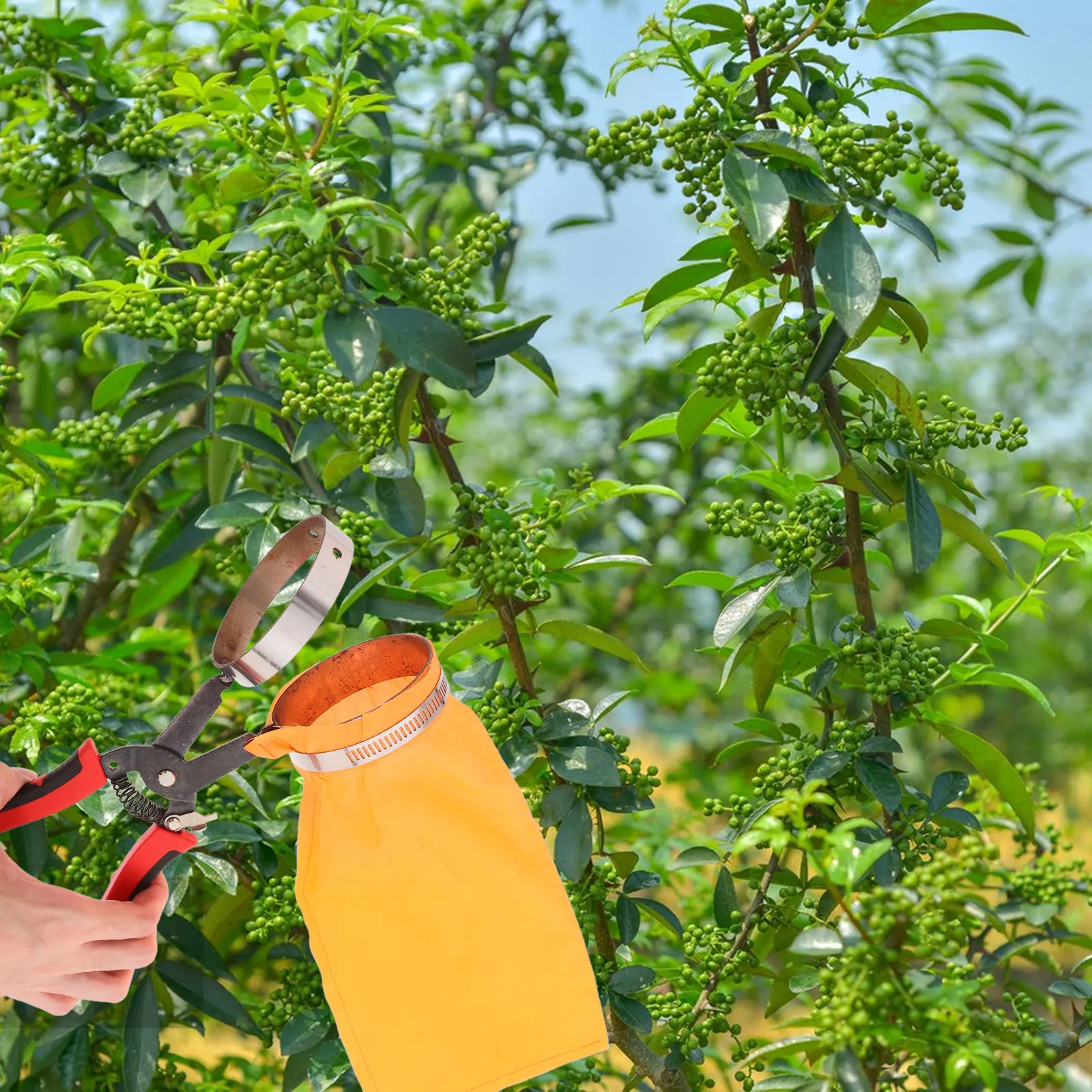 

Fruit Picker Berry Tool Handle Blue Bucket Pole Steel Replaceable Blades Handheld Gardening Tools Pepper Harvester Greenhouse