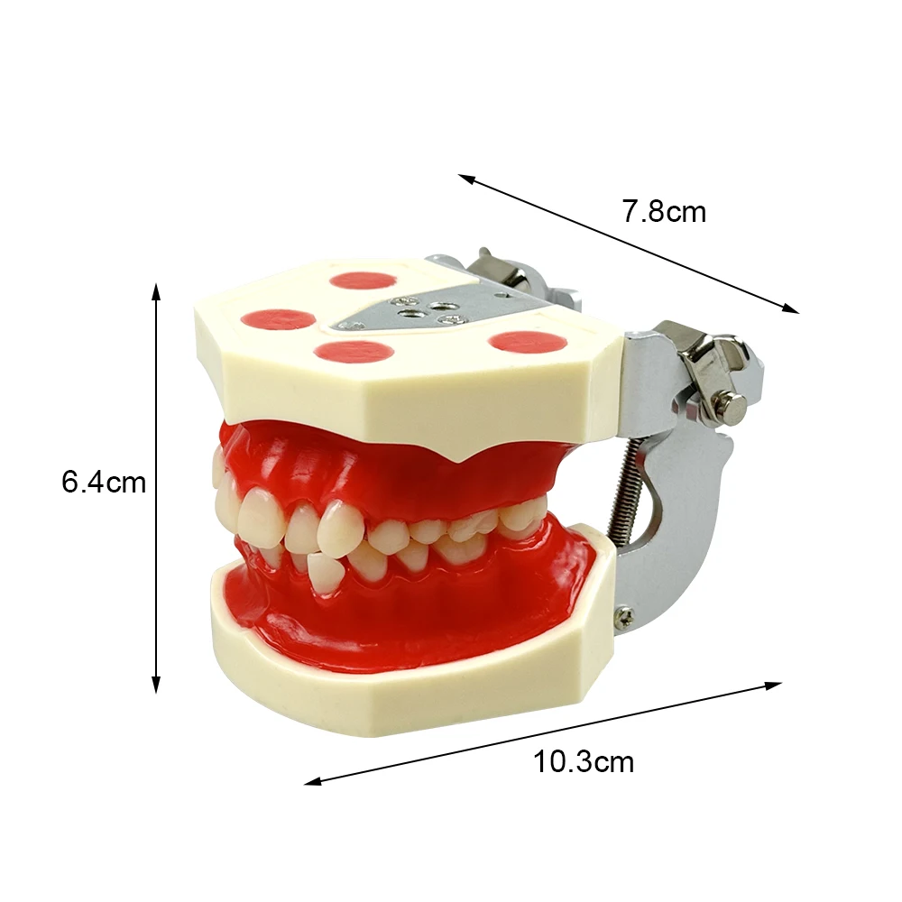 Thumbnail 4 - #59 Dental Teaching Models List of Top Picks