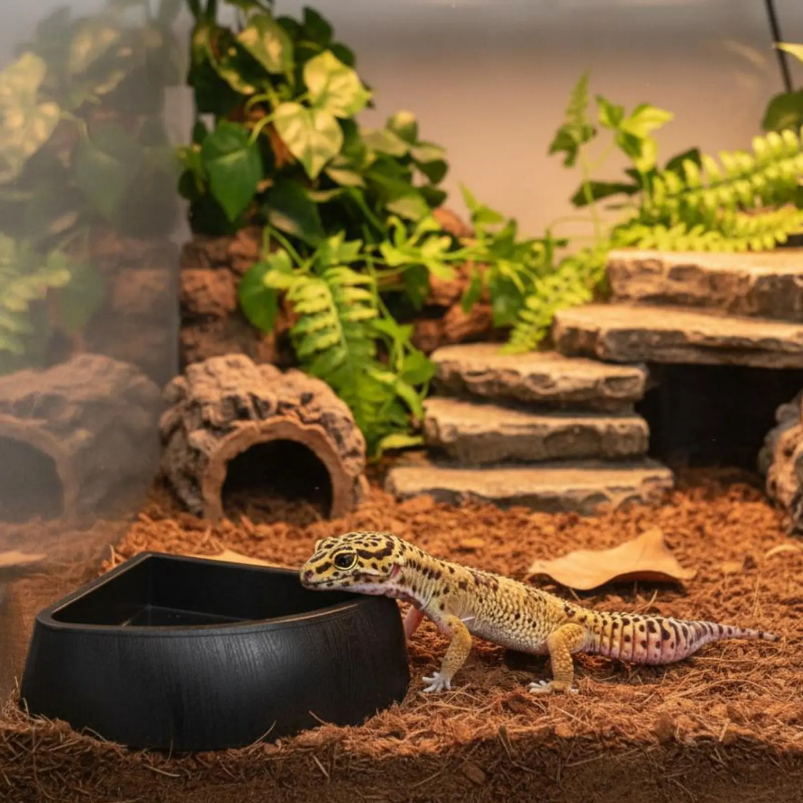 

Tortoise Water Basin Versatile Reptile Feeding Dish Amphibian Corner Bowl Easy to Clean Corner Food and Water Dish Long-Lasting