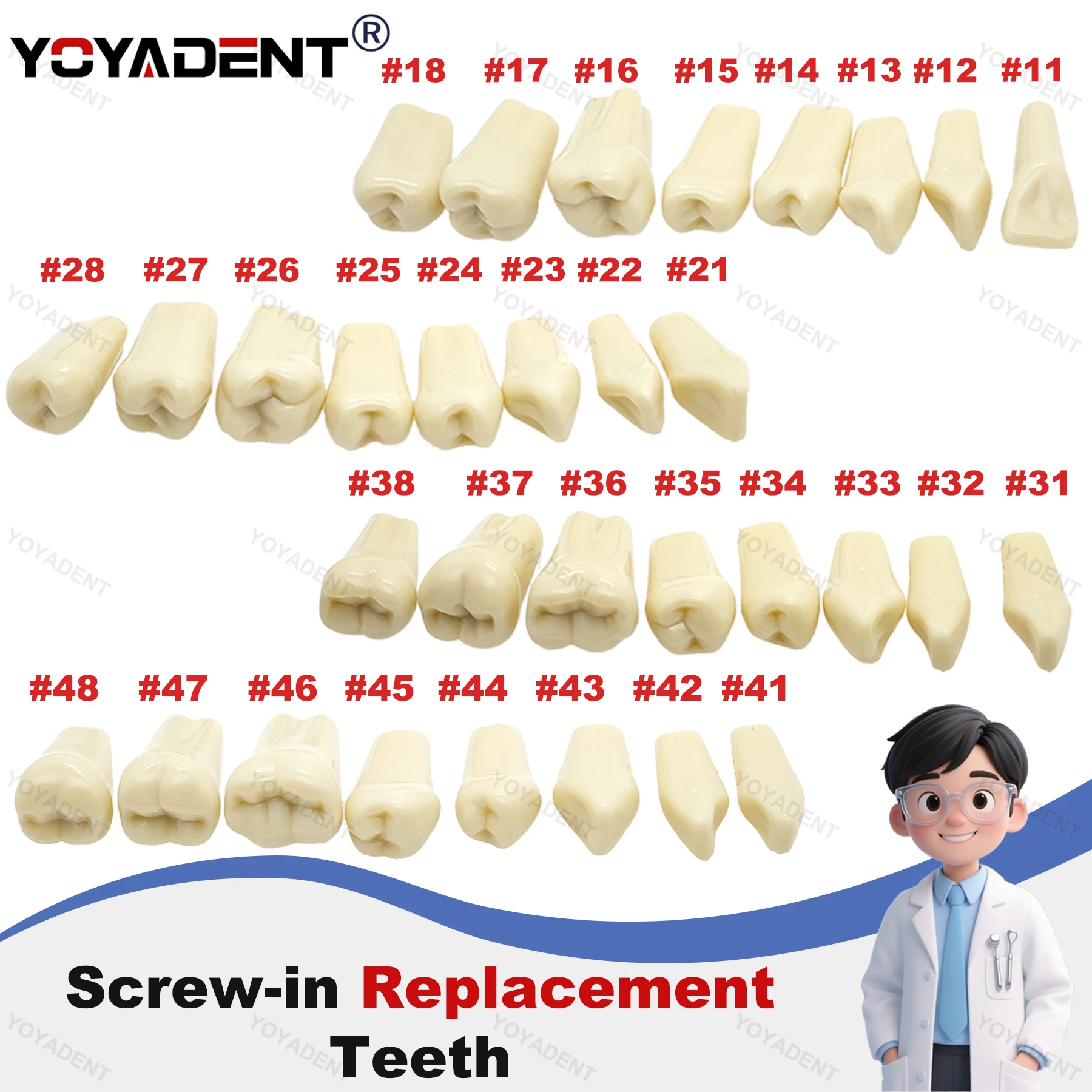 

Стоматологические ввинчивающиеся сменные обучающие зубы, подходят для модели зубов типа NISSIN 500, подготовка стоматологии, стоматологическая лаборатория