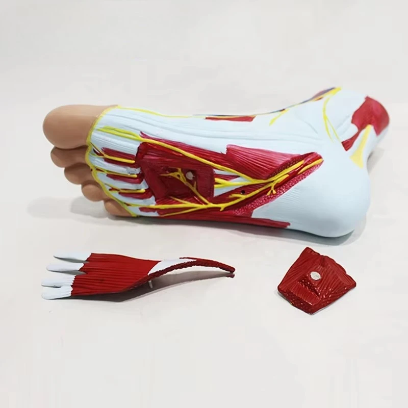 Nurse Training Anatomical Model Pvc Material Foot Model Human Muscle Foot Model