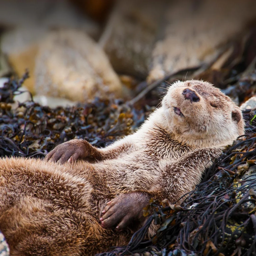 Car LCD Digital Cluster For Toyota Land Cruiser Prado 120 2002-2009 Virtual Cockpit Speed Meter Car Dashboard Head Unit Display