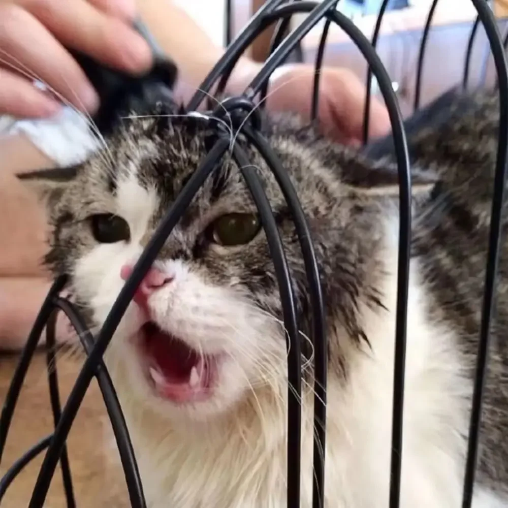 Metal Simple Cat Bath Cage Fixed Anti Biting Wash Cat Cage Anti Seizing Portable Cleaning Pet Cage Cat Beauty Accessorie