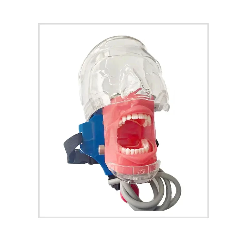 

YTYIN China Simulator Manikins Phantom Teeth Model For Practice Endodontics