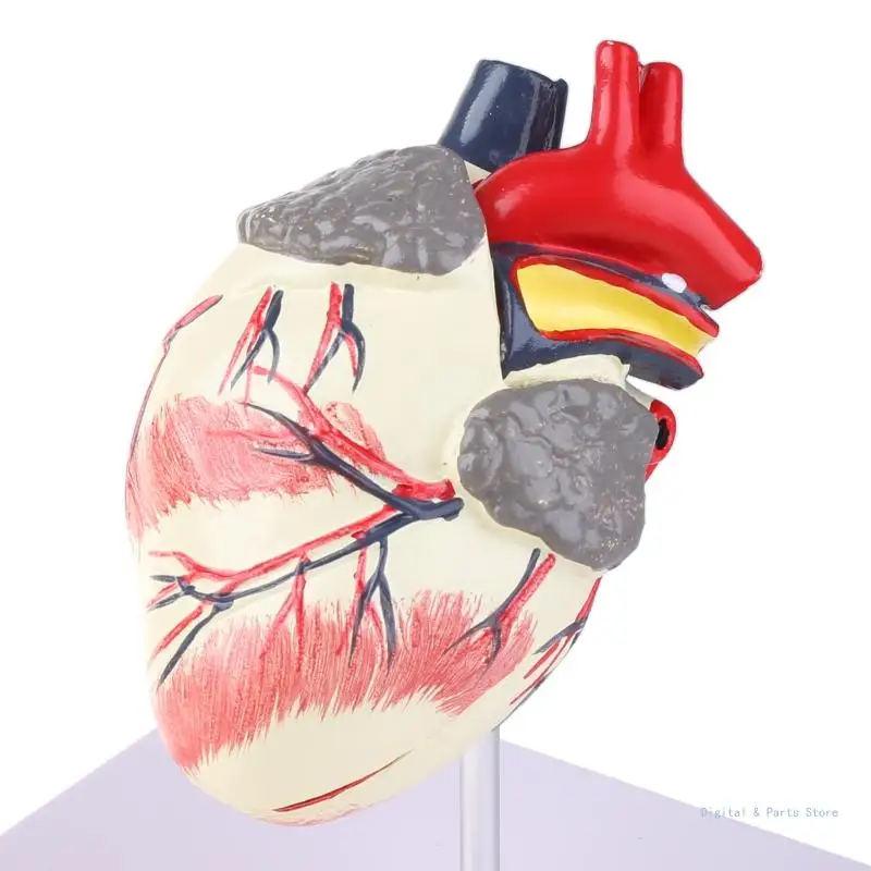 

M17F Dog Heart Anatomy Model Canine Pet Animal Organ Study Teaching Aid Education Research