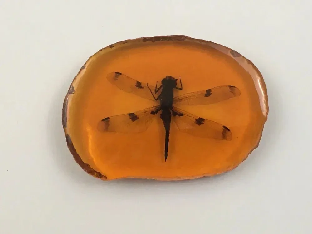 Dragonfly Insect in Replica Amber Pendant Taxidermy Fossil Bug In Resin + Stand