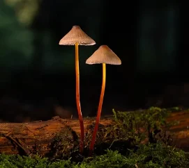 

10 в 1 Body Sculpt Быстрое похудение Средство для удаления целлюлита Скульптура тела 448k Cet Ret EMS Вакуумное кавитационное устройство