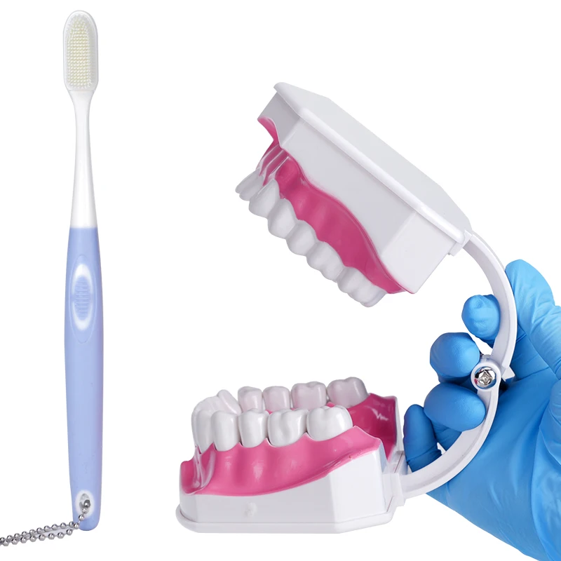 Tooth Model for Teaching Early Learning / Demo / Can Pull Teeth / Mouth Model Teach Children to Brush Their Teeth Model
