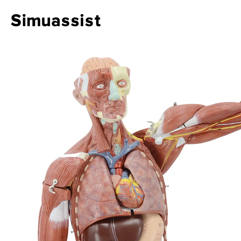 80CM 27 Parts Muscular Anatomy Model With Internal Organ Human Muscular Figure Manikin Half Life Size Medical School Teaching