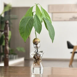 Jarrón de cuerpo de vidrio transparente para principiantes de semillas de aguacate, Kit de cultivo de semillas, jarrón de aguacate para amantes de la jardinería, decoración del hogar
