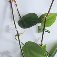 100pcs-Home Garden Plant Climbing Wall Fixture Clips Rattan Vine Fixer Self-Adhesive Plant Climbing Wall Fixed Buckle Hook 2