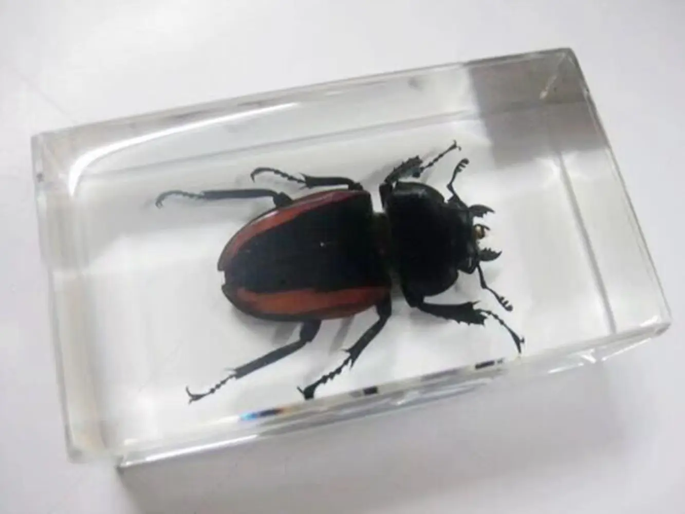 

2 шт., образец насекомых из смолы, жук ручной работы, биологический образец пресс-папье, подарок тоже