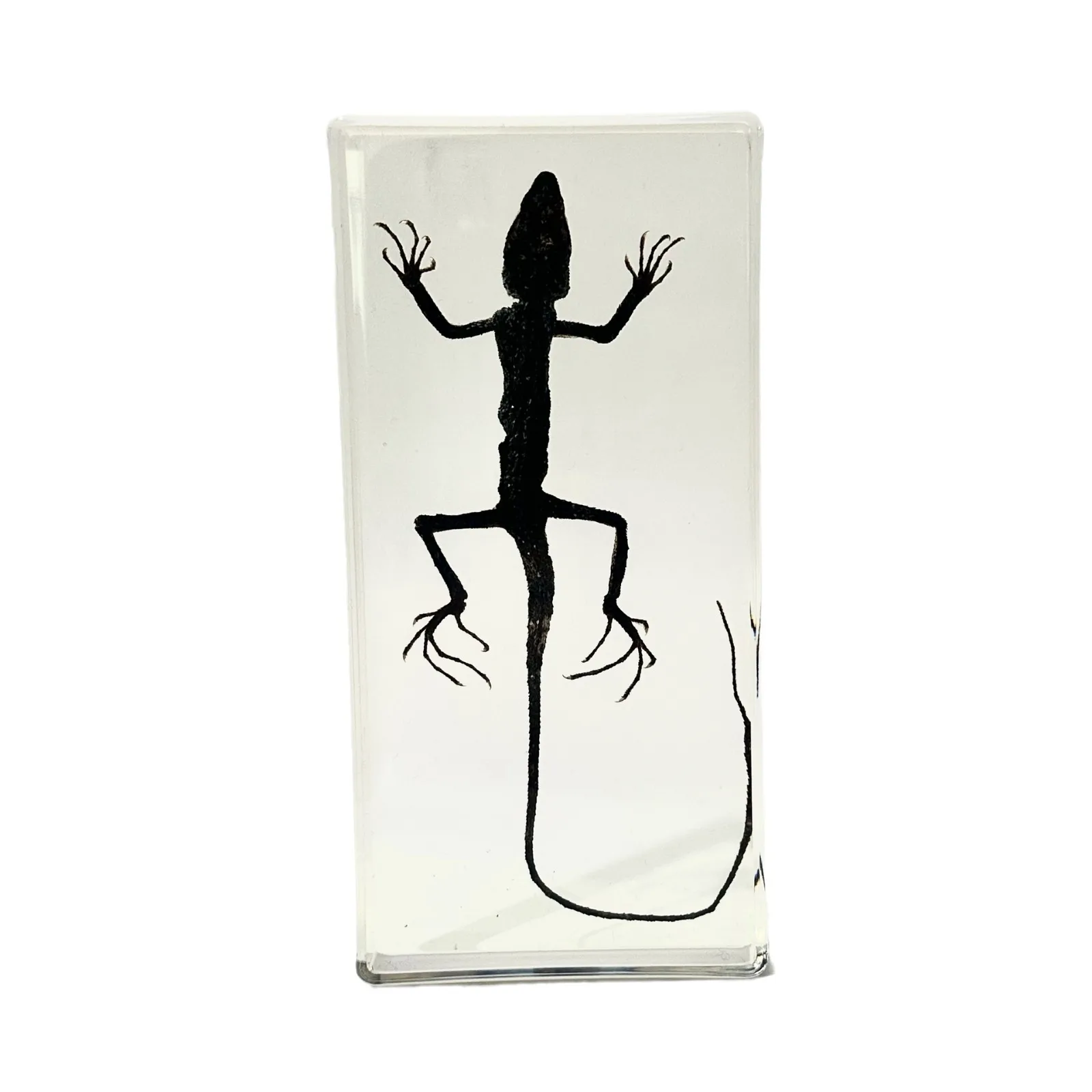 Lizard Insect Specimens: Vibrant Display of Nature