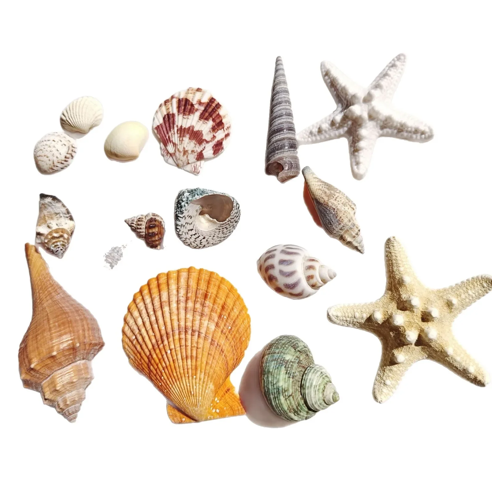 Natural Shell Conch Set, Children's Handmade Material Pack, Home DIY Decoration
