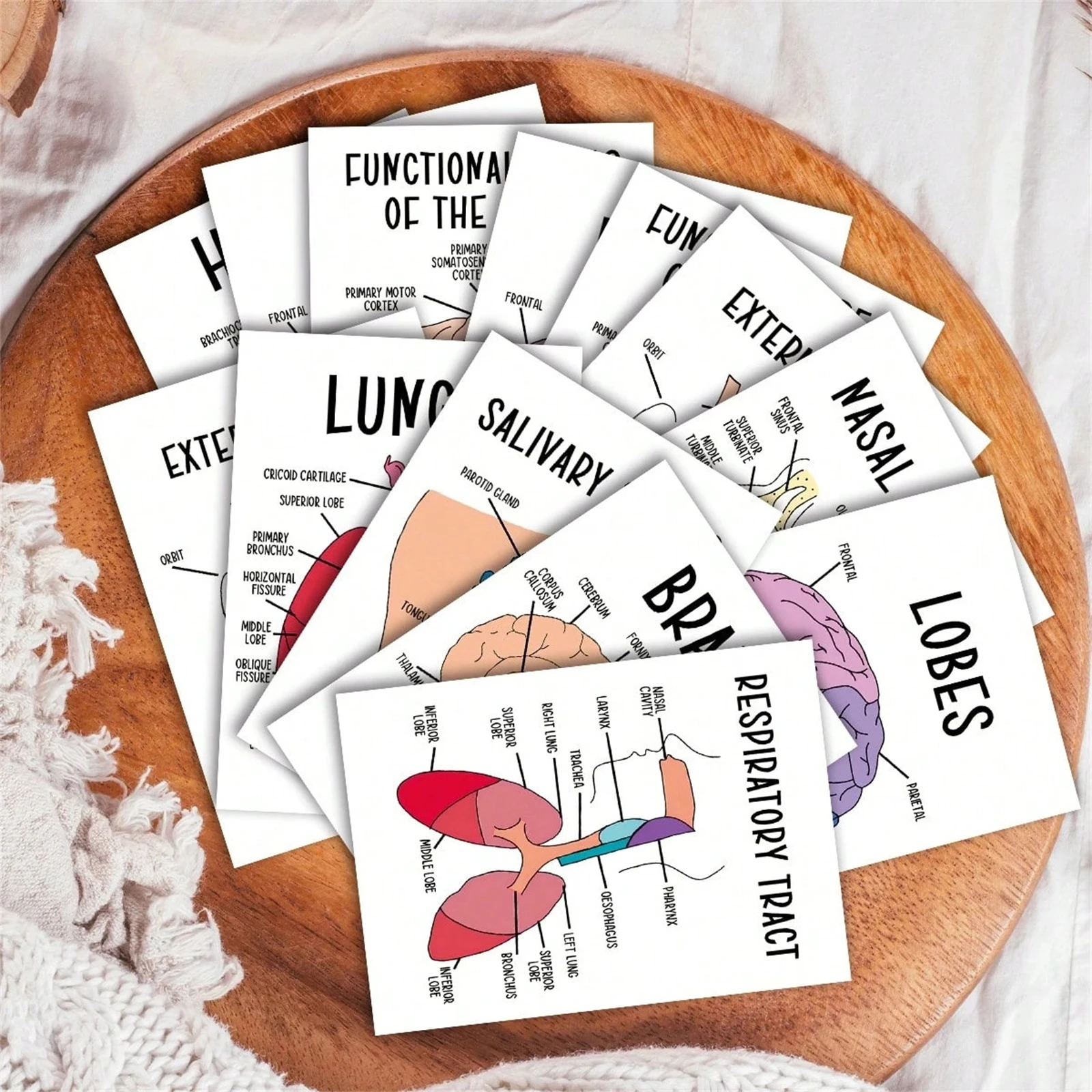 Professional Human Organ Flash Cards 30Pcs Educational Study Set for Students Home School Learning Tool Durable Cardstock view 5