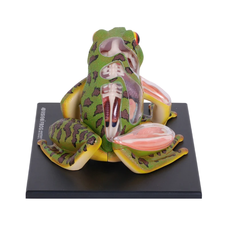 4D رؤية الضفدع نموذج تشريح 31 أجزاء أجهزة قابلة للفصل الهيكل العظمي علم الأحياء التعليم المعونة التعليمية