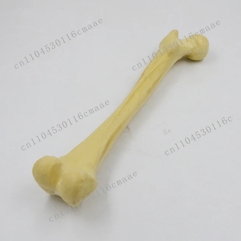 1:1 Human Simulated Skeleton Femoral Head Thigh Bone Limb Bone Long Bone Medical Teaching Model