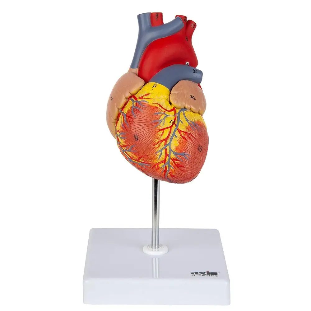 Human Heart Model - 2-Part Magnetic Design with 34 Clearly Labeled Internal Structures, Mounted on Base