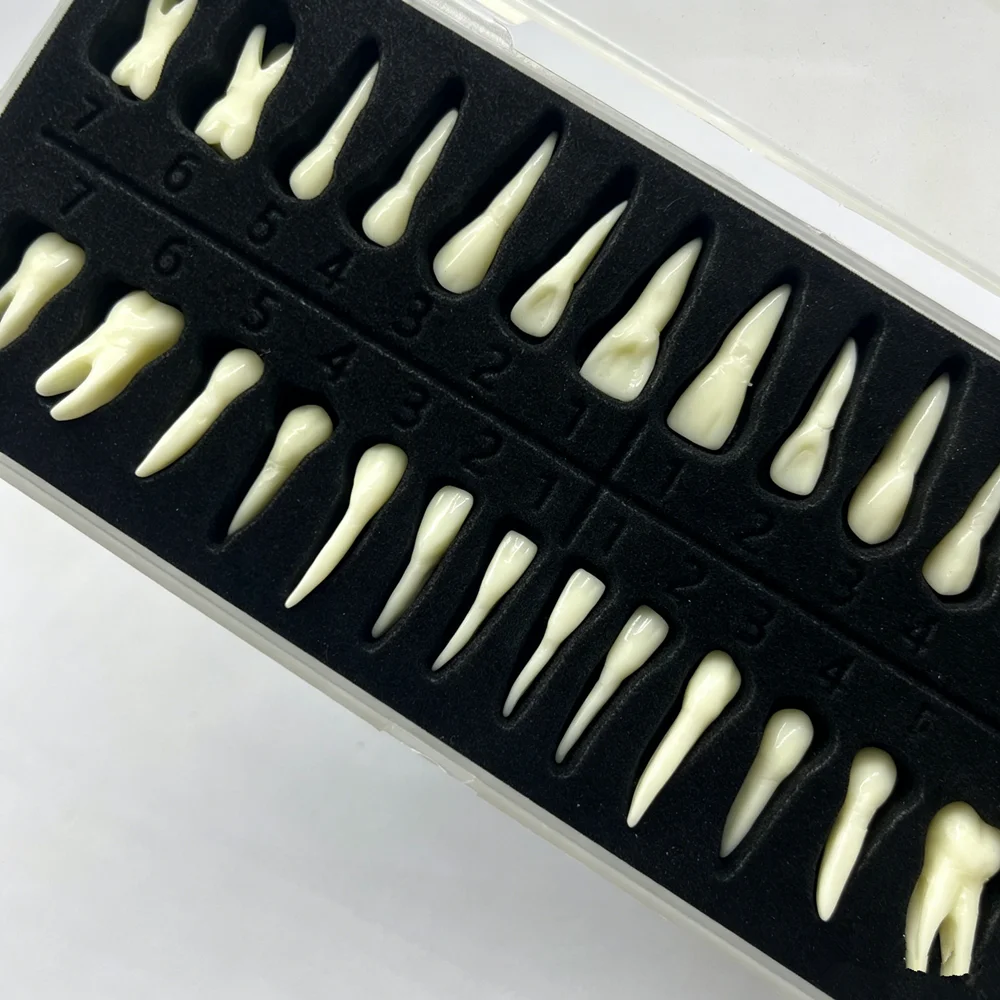 28pcs/set Dental Teeth Model Adult Full Mouth Upper Lower Teeth Resin 1:1 Permanent  Teeth Typodont With Root For Demonstration