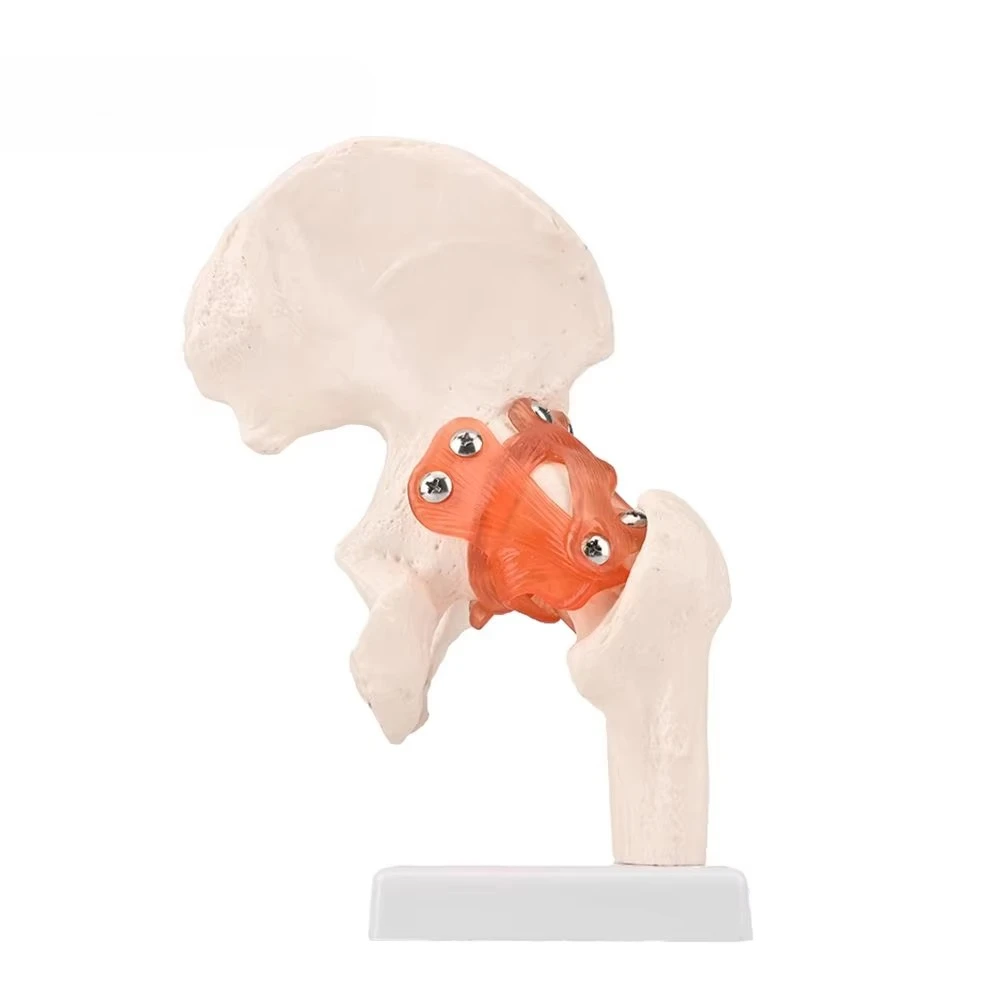 Medical Science Life Size Human Hip Model Pelvic Skeleton Anatomy Model