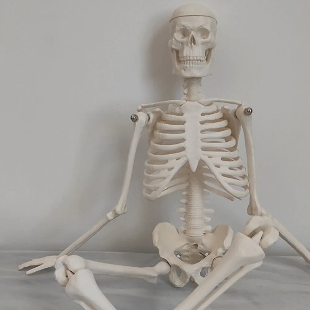 

Human PVC Anatomical Scientific for School University Hospital Teaching Scientific Display Aid