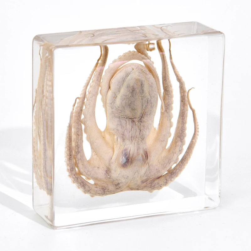 Real Octopus Tortoise Animal Specimen In Resin For Science Classroom Science Education, Great Gift For Fans Of Taxidermy