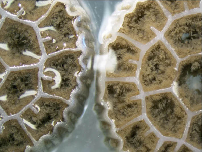 معالجة مياه الصرف الصحي MBBR Bio Filter Media Biofilm الناقل K1 K2 K3 تربية الأحياء المائية K3 Mbbr Media لمحطة معالجة مياه الصرف الصحي Mb