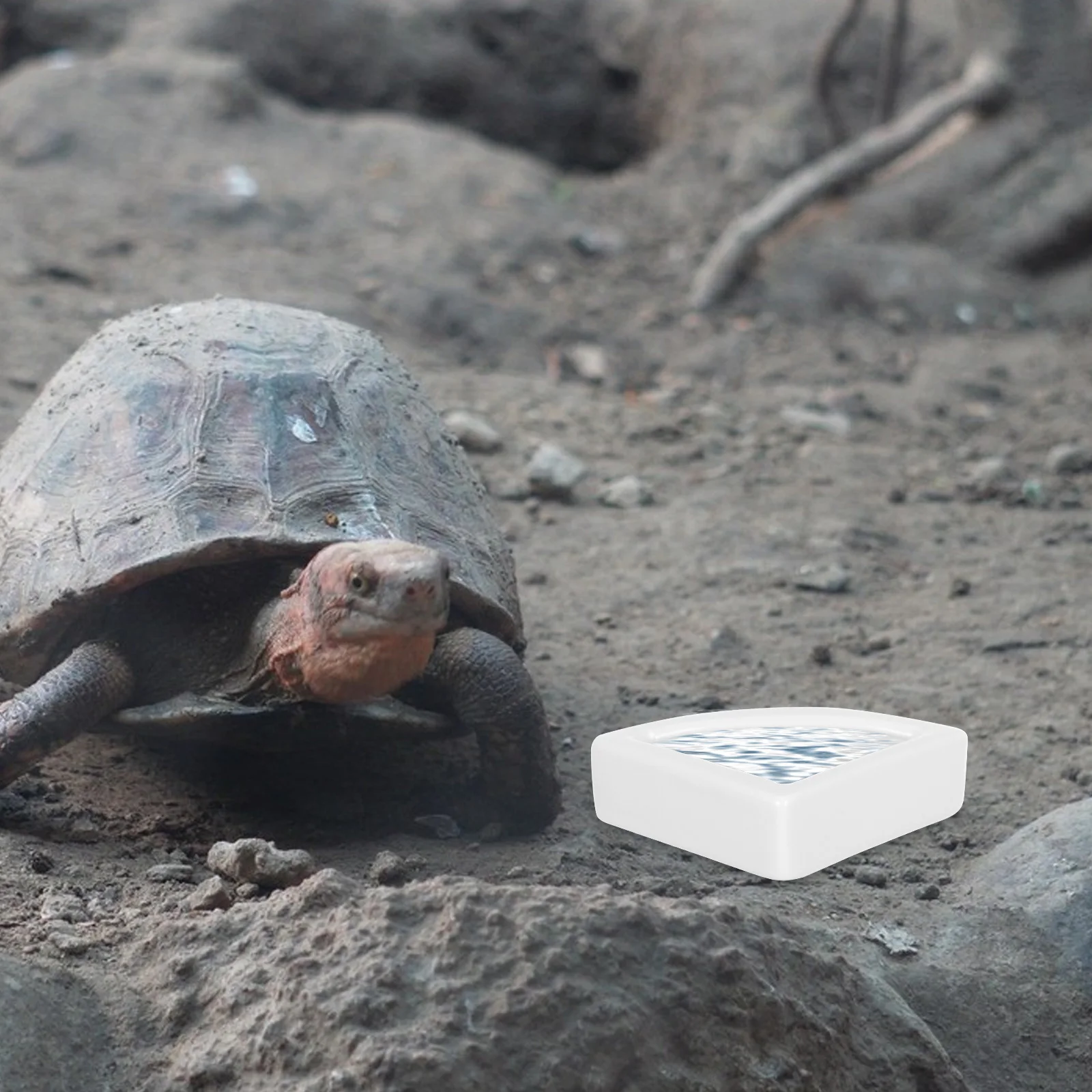 

2Pcs Reptile Feeding Bowl Thick Ceramics Lizard Feeder Anti- Durable Drinking Eating Environment White Medium