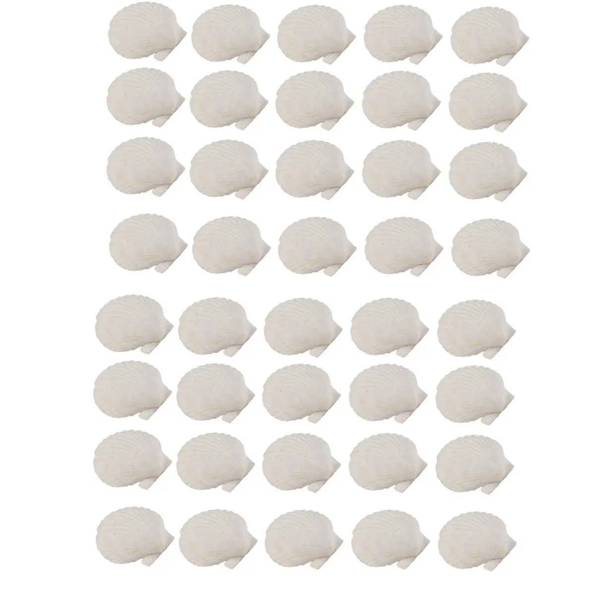 Reliable- 40PCS Natural Scallop Shells 1.4-2.4inch White Small Sea Shells for Crafts Crafting Shell Bulk Real Seashells