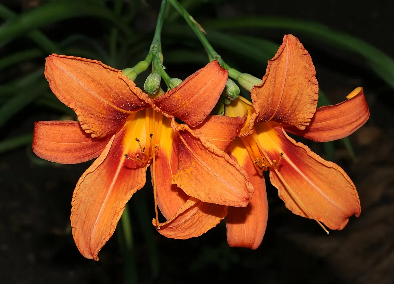 144 Uds. Semillas de Hemerocalis Naranja y Amarillo, Flor Vivaz Resistente de Larga Floración para Jardín, Bordes y Macizos