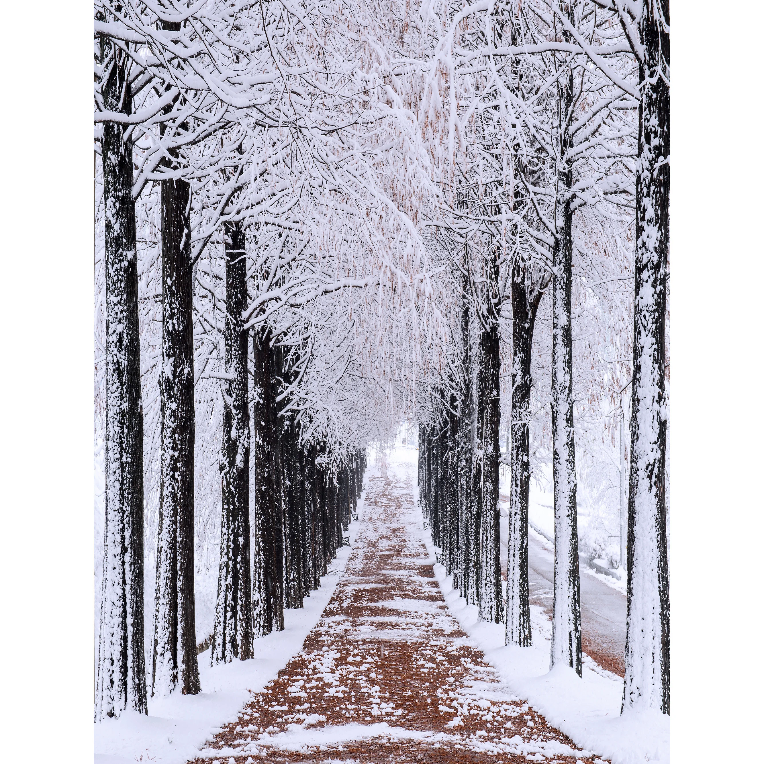 Winter Forest Snowcovered Road Photography Backdrops Blurred Landscape Snowflakes Road Spruce Trees Photo Background XD-15