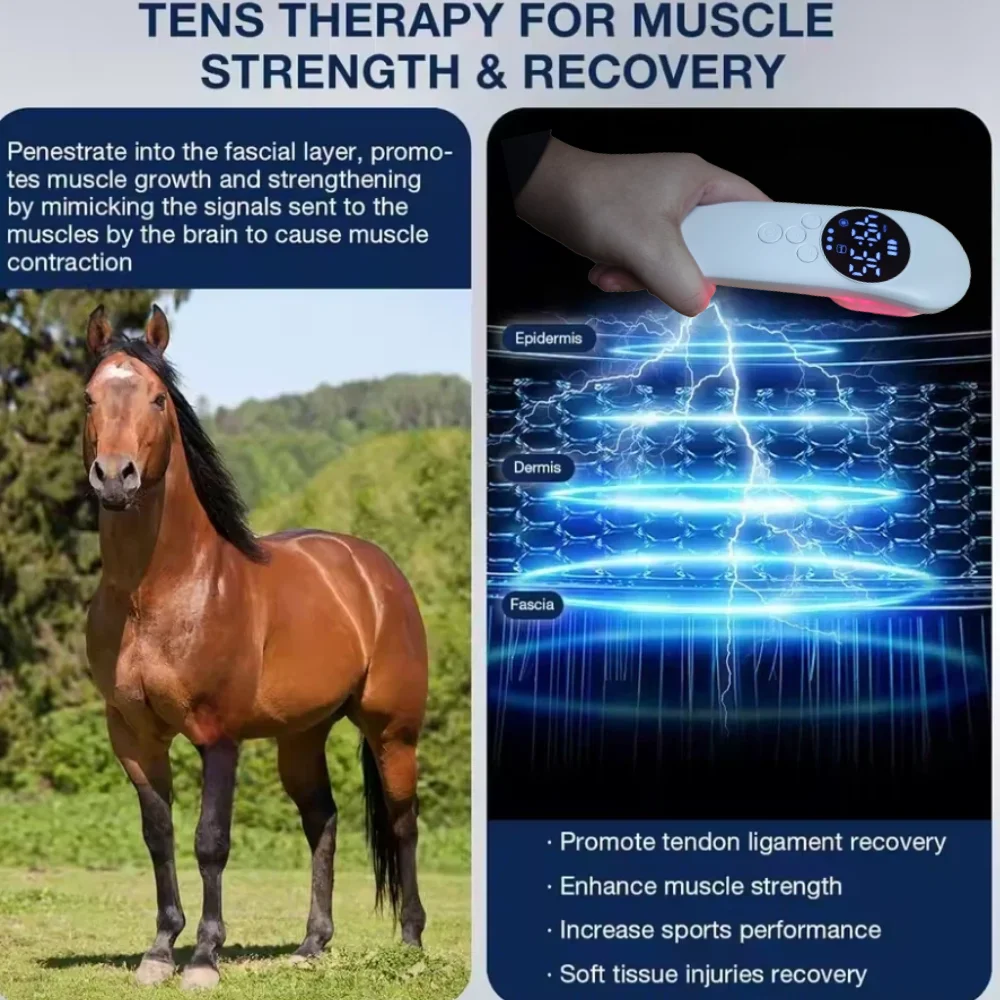 Laser Therapy for Horses 4x808 nm Tens Infrared Red Light Therapy for Horses Tendons Soft Tissue Ligament Injuries&Pain Relief
