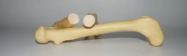 Modelo do osso do cão