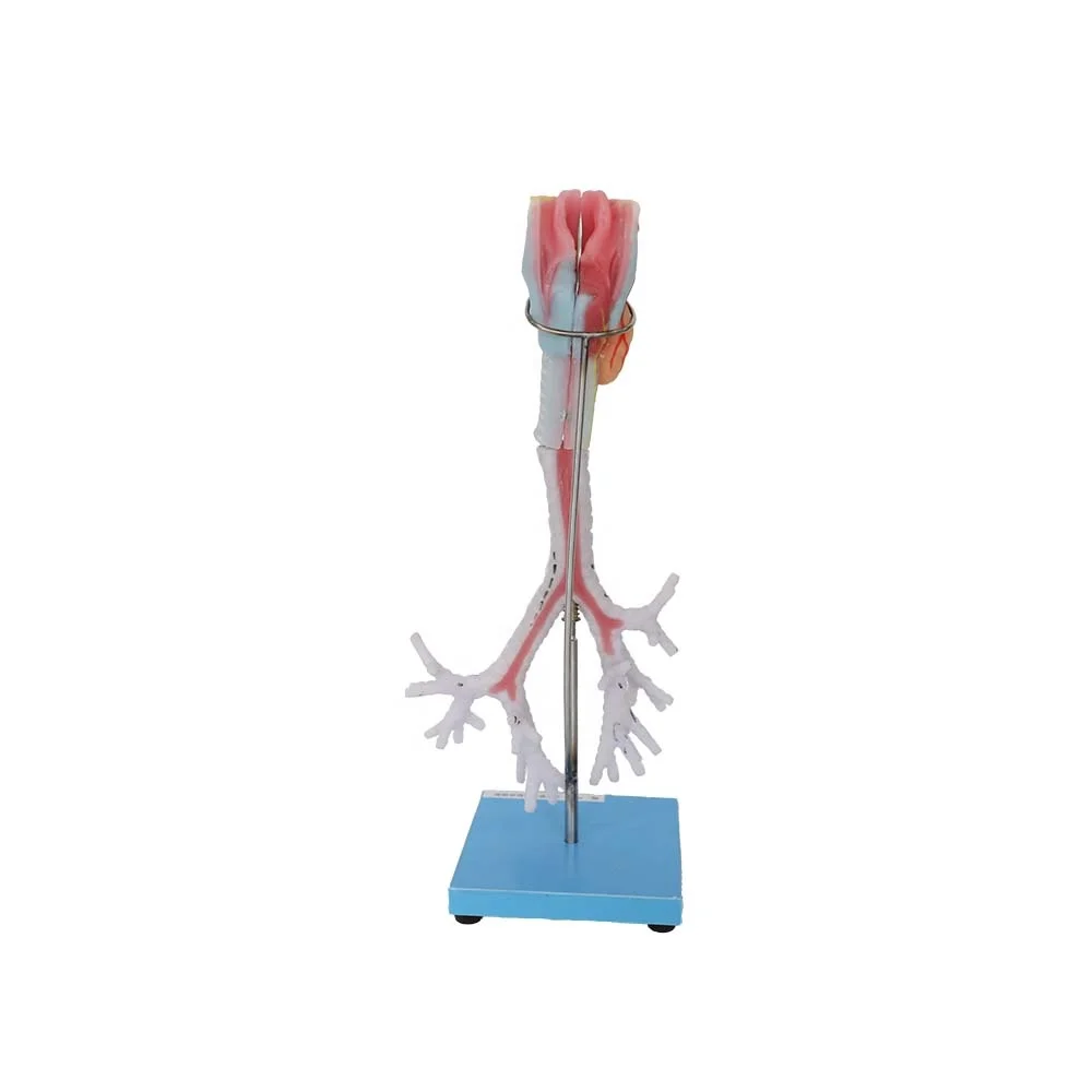 Medical Human  Anatomical Teaching Larynx Model With Trachea, Bronchi