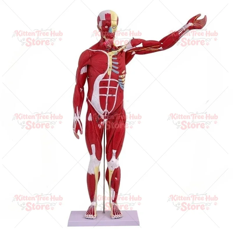 85CM Male Human Muscle Model 27 Parts Medical Anatomical Educational Teaching Model