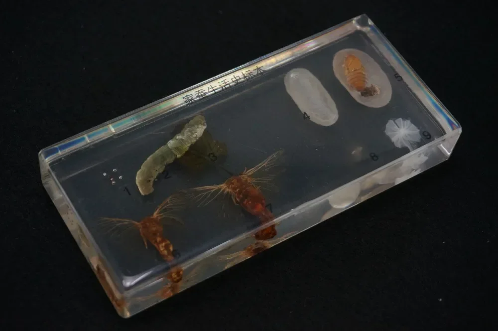 Clearance!! Life Cycle Of The Silkworm Specimens In Clear Lucite Educational Equipment