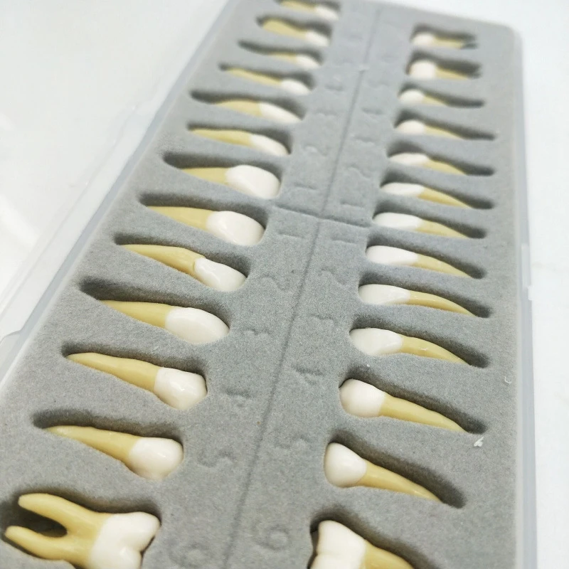 28 Teeth Dental Implant Dentist Practice Product Teeth Model Dental Permanent 28 Teeth Teach Study Model Accessories