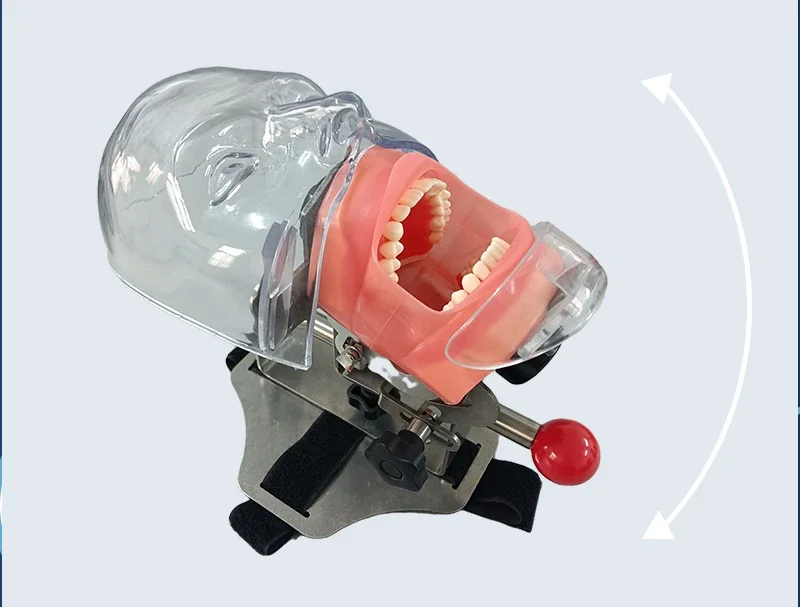 Dental Simulation Simple Mannequin Head Resin Removable Tooth Preparation