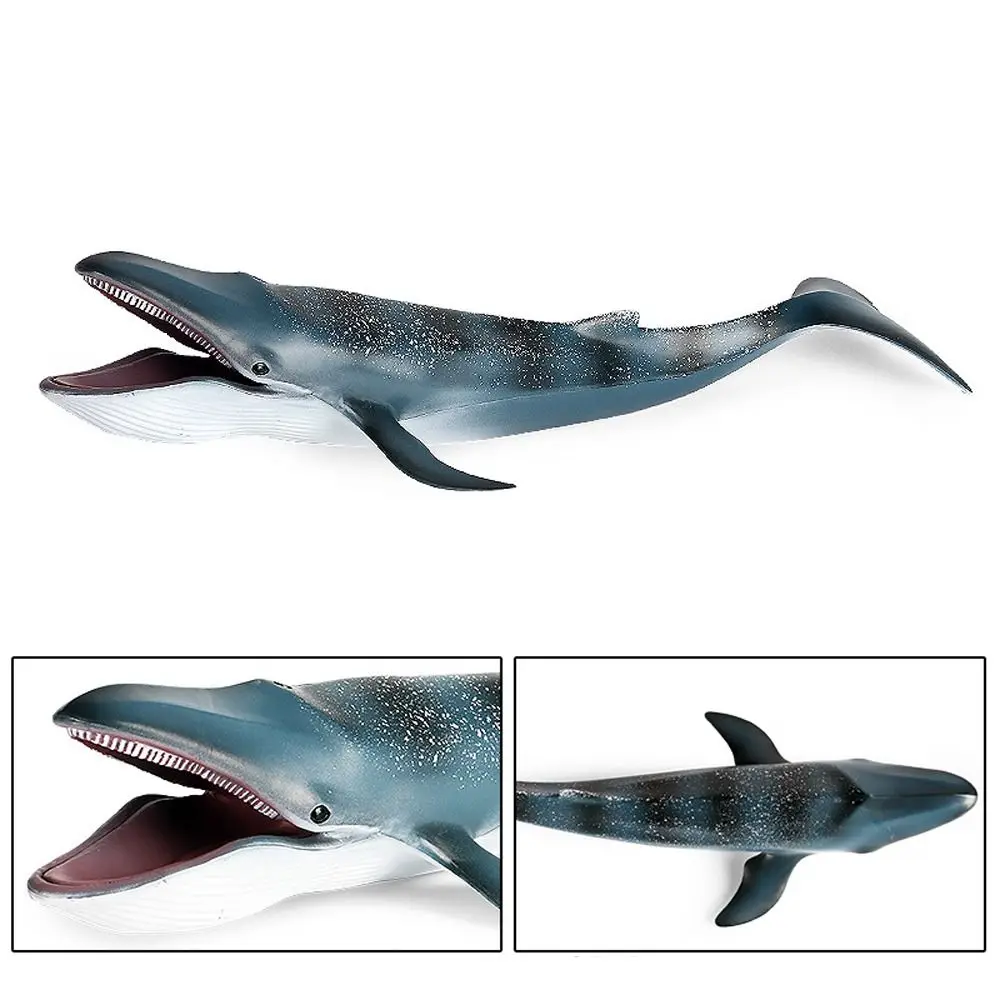 Large Blue Whale Action Figure Toy Realistic Plastic Big Shark Fish Model Handmade Wild Whale Desktop Ornament view 3