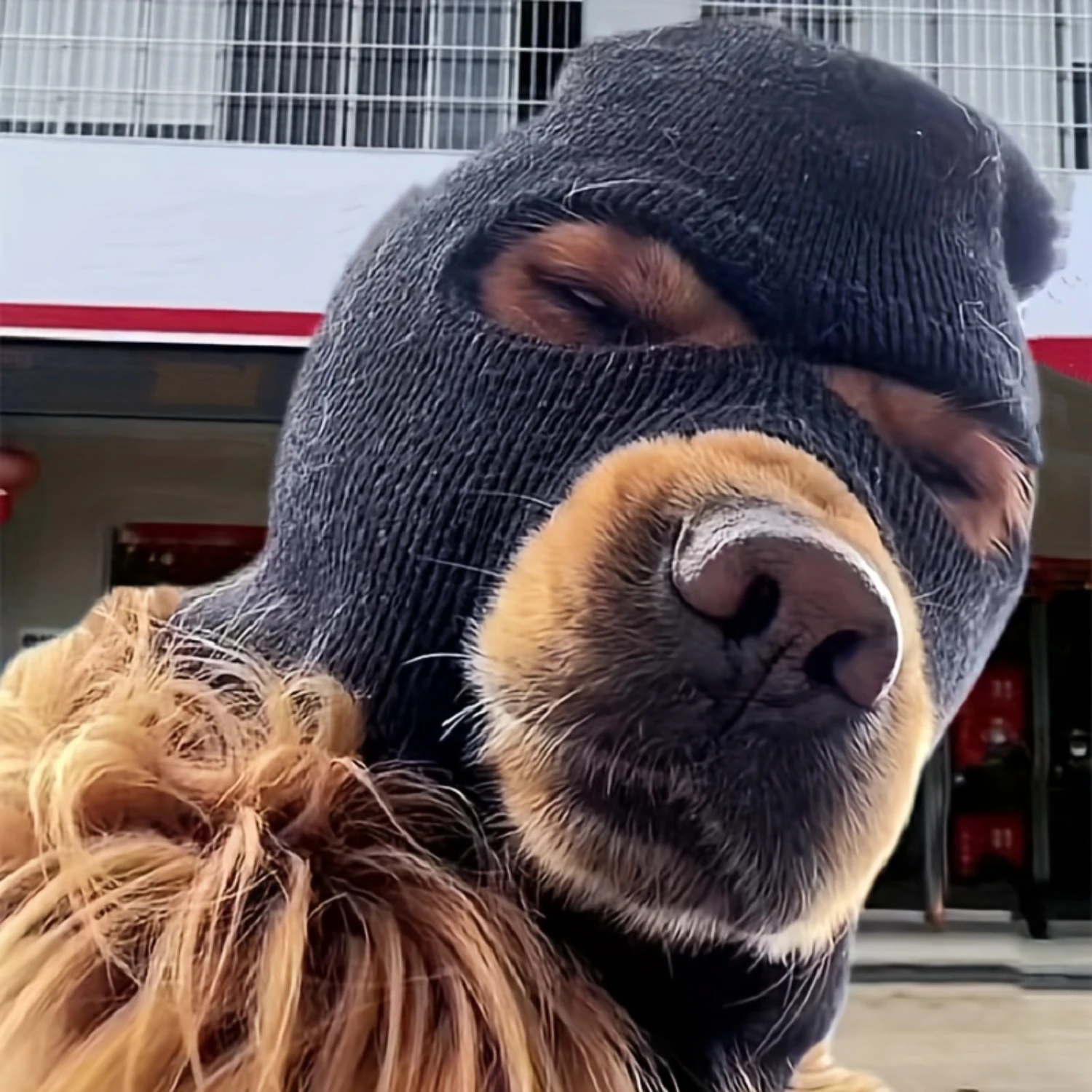 

2pcs/set Interesting Dog Warm Hat And Pet Dress Up Glasses - Autumn And Winter Pet Head Cover, Pet Windproof Mask, Dog Head Deco