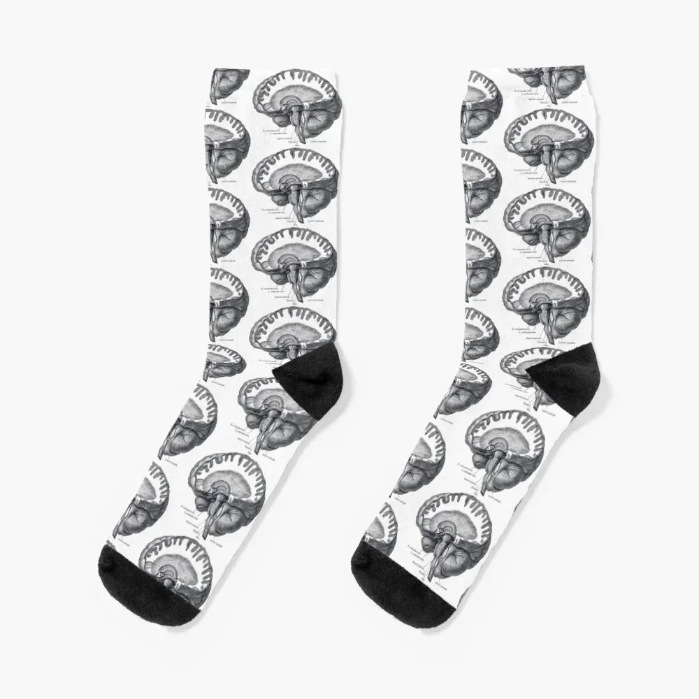 

Brain Anatomy Socks short floral Antiskid soccer christmas gift Women's Socks Men's