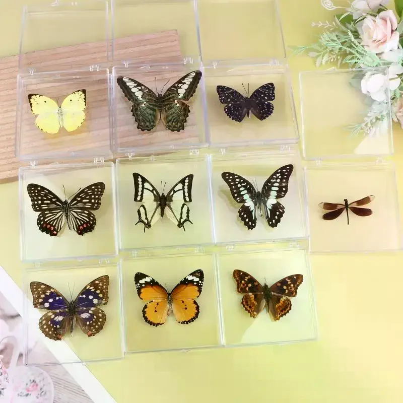 Real Butterfly Insect Specimen 1Pcs Chinese Educational Gift for Children's Day Pretty Display