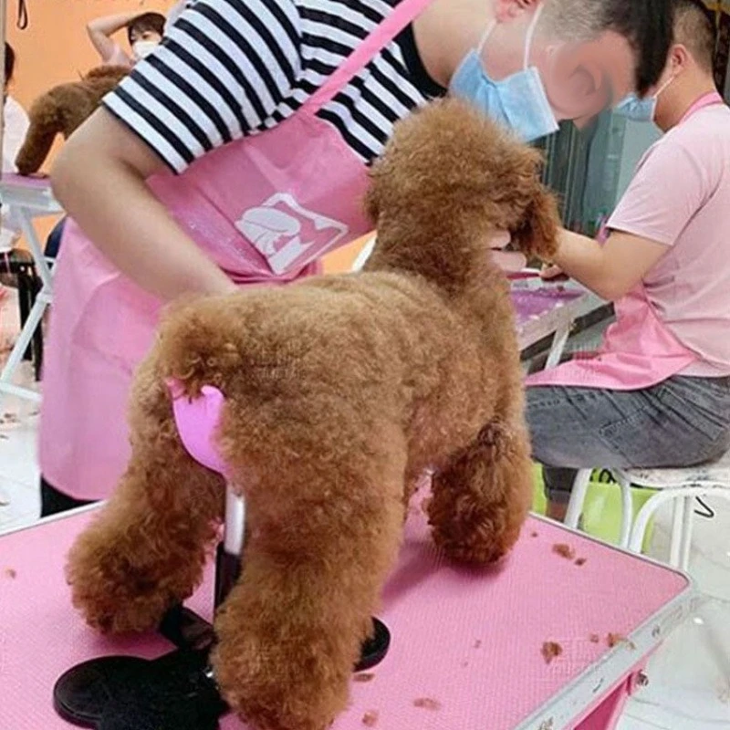 Auxiliary standing bracket, for fixing dogs, auxiliary dog standing bracket