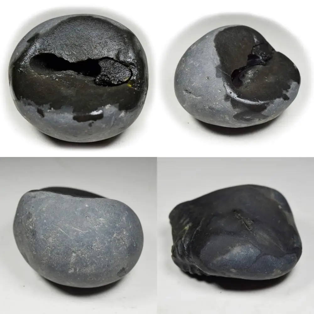 

Wholesale High-Quality 55-Carat Shaligram Stone from Gandaki River, Nepal - Lord Vishnu Fossil, A+ Grade Long-Tailed Keyword